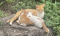 [화천군의회회의록 체크] 길고양이 개체수 조절을 위한 중성화 사업, 딜레마